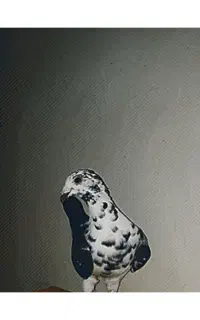 ماده بزک سینه سفید