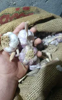 سیر بذری درجه یک قیمت 190