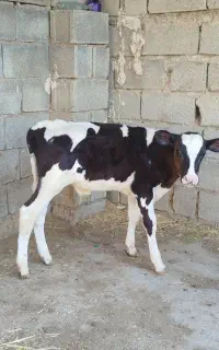 گوساله نر