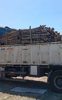 هرس درخت وخرید چوب
