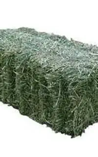 پرس یونجه