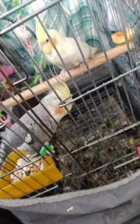 عروس هلندی یک جفت