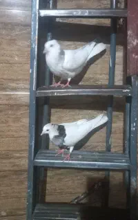 کبوتر طوقی الماسی