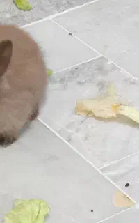 بچه خرگوش لوپ