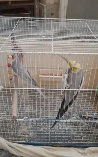 عروس هلندی