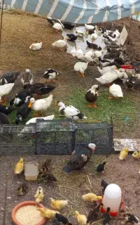 جوجه اردک اسراییلی همراه مادر