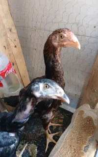 جوجه لاری