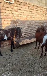 ۲عدد کره نر