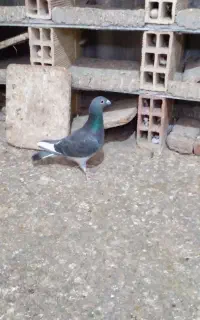 دوبر نر و ماده