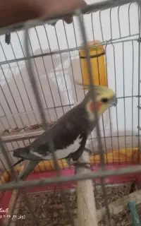 عروس هلندی نر