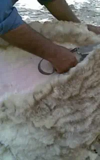 پشم گوسفند