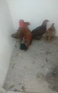 سه عددمرغ تخمگذار ویک خروس
