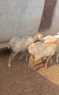 تعداد ۴ عدد بر ماده اصل مغانی