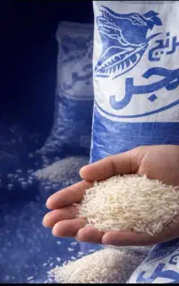 برنج فجر برداشت امسال