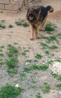 سگ ژرمن نر 3ساله