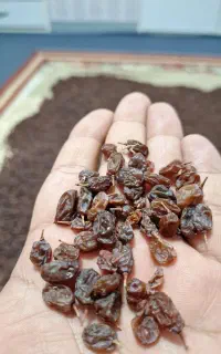 کشمش بی دانه آفتابی صادراتی تاکستان