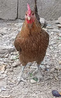 مرغ کوریک محلی اصل