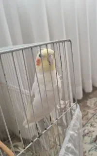 عروس هلند لوتینونر
