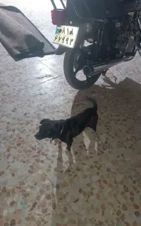 سگ پاکوتاه
