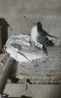 یک چخ کفتر