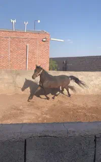 مادیان