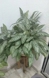 گل های طبیعی