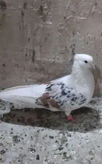 گمشده کفتر پشت هفت رنگ گمشده
