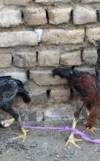 جوجه لاری افغان