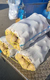 بذر سبب زمینی جیلی