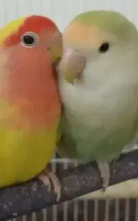 جفت کوتوله با سه تخم
