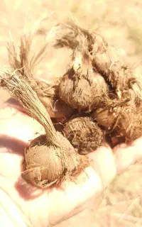 پیاز زعفران