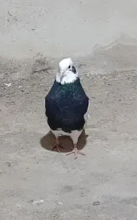کبوتر