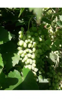 غوره واسه ابگیری