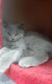 اسکاتیش ۱۰ماهه جنسیت نر