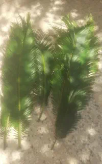 برک سکانس