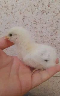 جوجه برهما