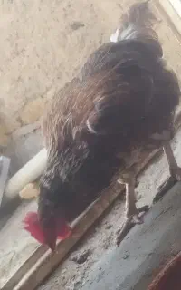 مرغ