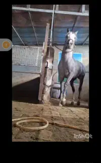 اسب عرب