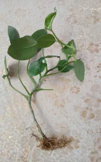قلمه گل