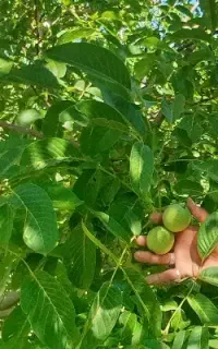 کار گروهی کشاورزی