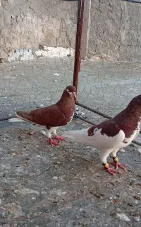 کبوتر یال سرخ، راست