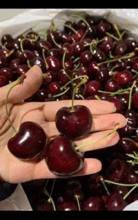 فروش نهال گیلاس سیاه بن دار +لیبل دار