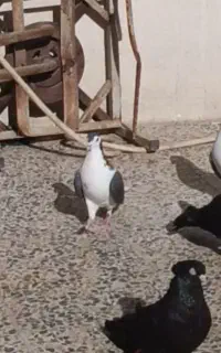 دمگیر تا شده