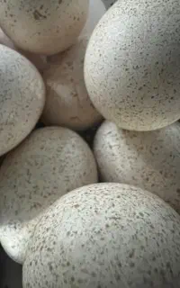بوقلمون خوراکی