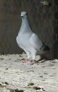 جفت موریس دلبر وارداتی