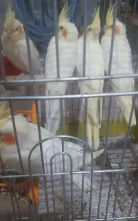 جوجه عروس هلند گم شده