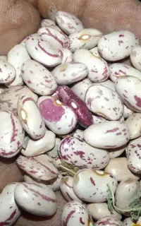 لوبیا چیتی امساله درجه یک زود پز