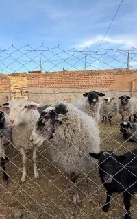گوسفند رومانوف