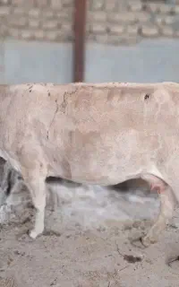 گاو جوان اول شکم