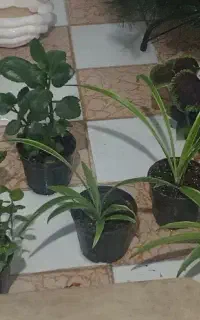 گل طبیعی فقط 100